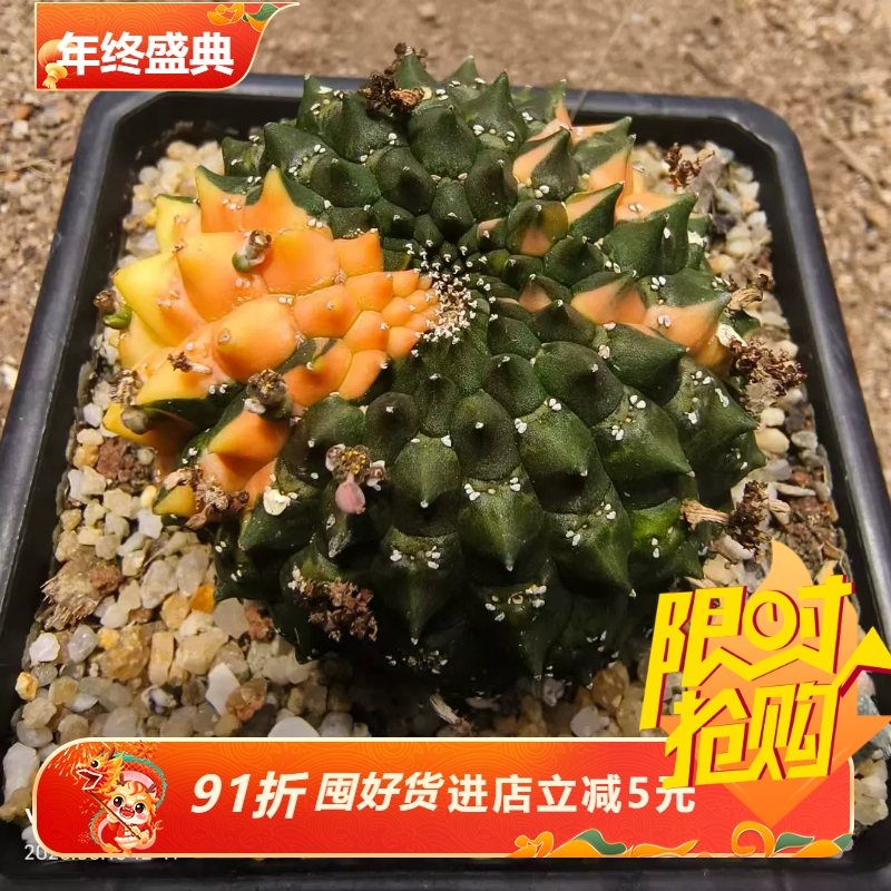 裸鄂大戟锦，群生加缀化大戟科块根多肉一物一拍室内盆栽包邮6/15