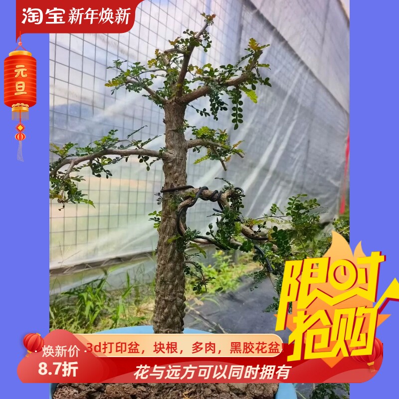 满瘤列加漆树可塑性很强懒人块根多肉植物一物一拍稀有品包邮7/25