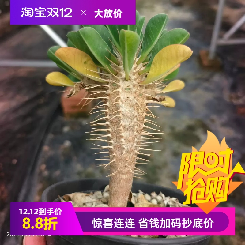 实生鬼漆阁潮流桌面绿植块根植物稀有品多肉一物一拍包邮10/29