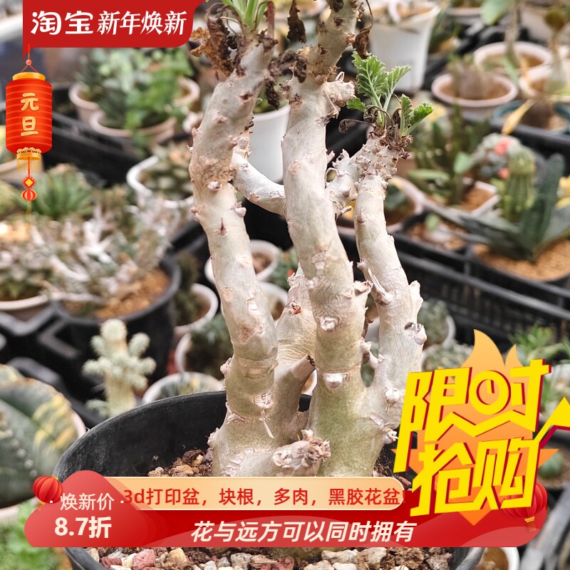 白皮香水橄榄潮流懒人块根不含盆一物一拍室内盆栽潮流多肉10/14