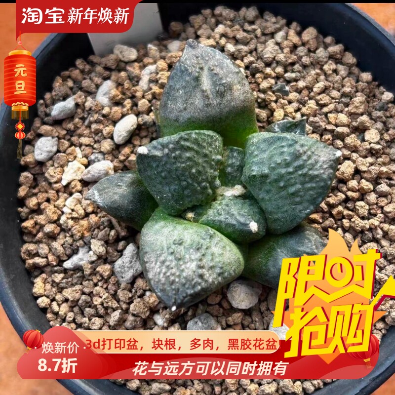 实生连山牡丹s150仙人球室内盆栽一物一拍多肉稀有品种包邮7/10
