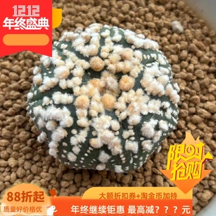 包邮 p51星兜属潮流仙人球一物一拍稀有品种 泰系实生花园兜