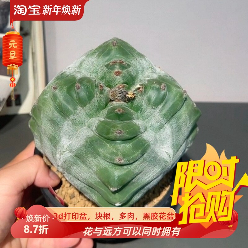日系超龟甲鸾凤玉直径15.5CM一物一拍仙人球潮流多肉包邮12/1