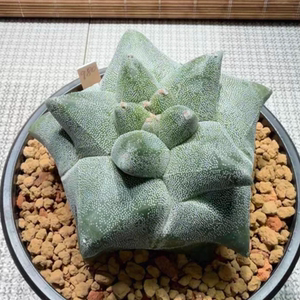 实生日系银沙角疣麒麟鸾凤玉11CM星球属仙人球多肉一物一拍6/28