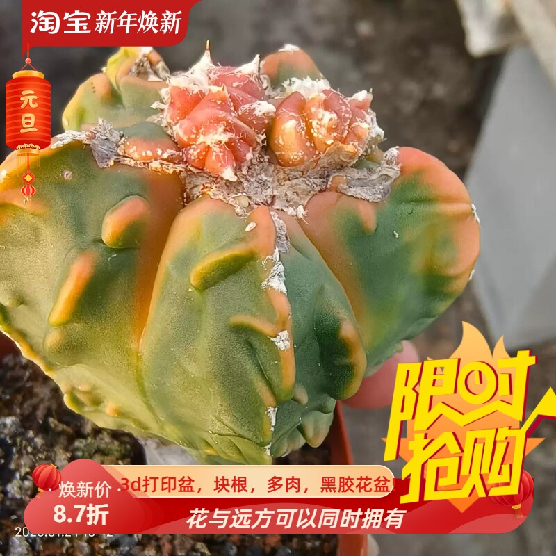 实生红叶核桃鸾凤玉星球属仙人球多肉包邮稀有品种一物一拍1/24