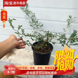 滔天橄榄。实生株，造型帅气稀有室内盆栽一物一拍多肉包邮9/11