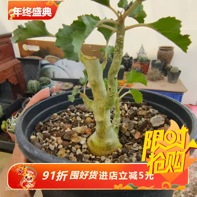 实生石豪硫桑琉桑科潮流懒人块根植物多肉一物一拍多肉包邮9/12