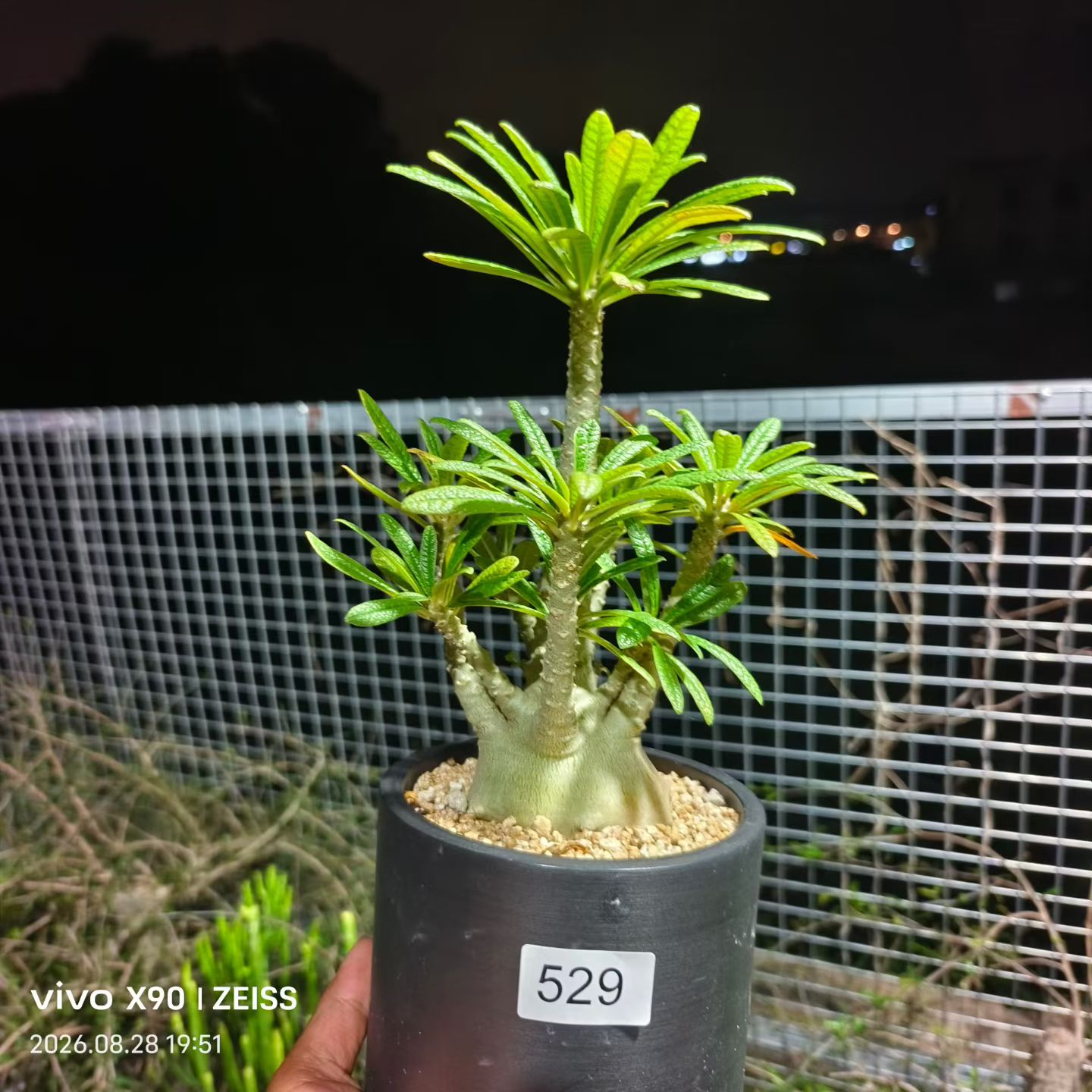 实生巨硫桑，矮墩胖乎品相绝块根植物潮流多肉一物一拍包邮8/29