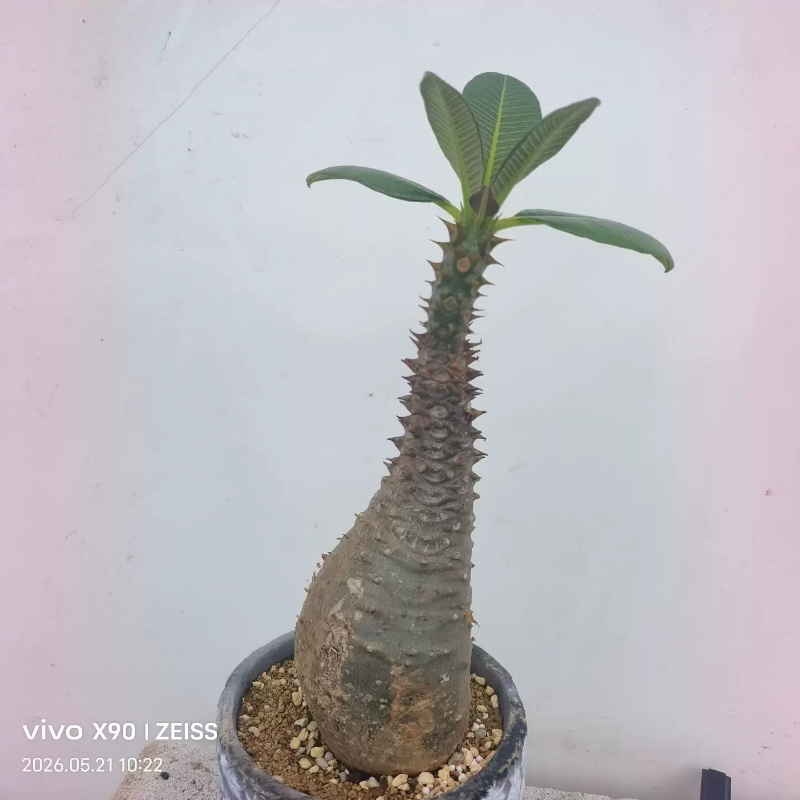 熟桩子巴氏棒槌,s造型绿植稀有品种潮流沙生带盆发一物一拍5/22