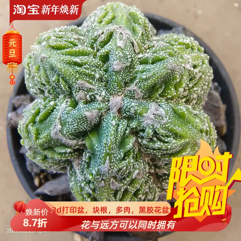 实生精品核桃鸾凤玉无死角星球属仙人球潮流 多肉一物一拍8/28