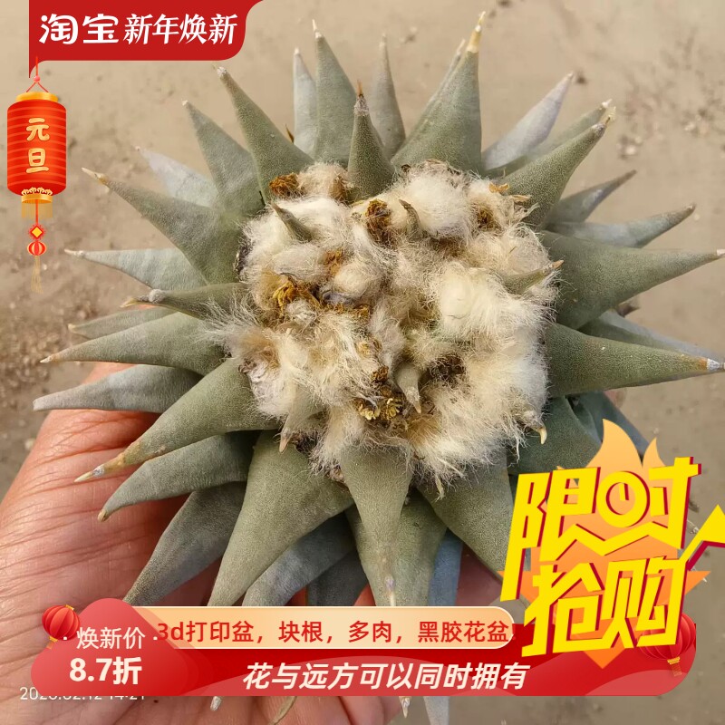 实生三角牡丹。老球岩牡丹属懒人仙人球桌面沙生绿植一物一拍2/11
