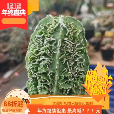 实生核桃鸾凤玉星球属，优秀个体潮流懒人多肉一物一拍包邮9/18