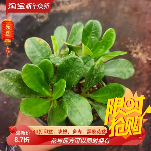 多头象鼻大戟大戟科块根绿植一物一拍多肉包邮稀有品种包邮7/9