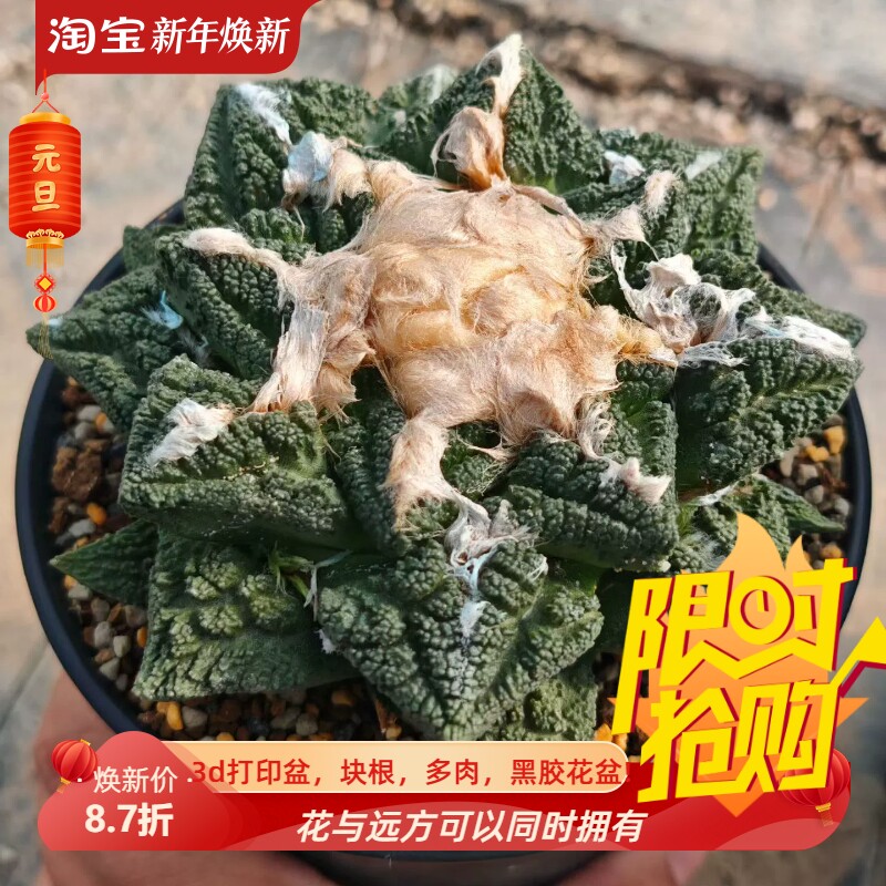 实生宽疣辛盾牡丹11.2cm 岩牡丹仙人球稀有多肉一物一拍包邮10/24
