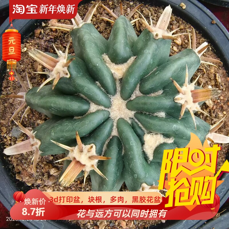 三割刺凌波 自根株  已发根 仙人球小众植物一物一拍多肉12/25