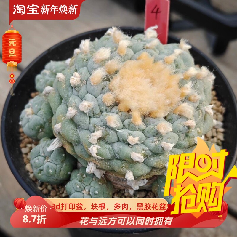 金毛佛头阶梯无刺草球自根多年仙人球懒人多肉一物一拍包邮9/29