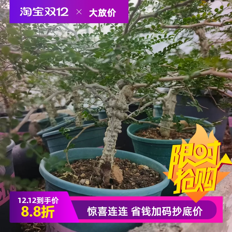 实生象足漆满瘤块根植物沙生一物一拍室内盆栽稀有多肉包邮11/30