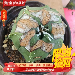 实生木质化琉璃鸾凤玉，非常有型仙人球一物一拍稀有品种包邮8/24