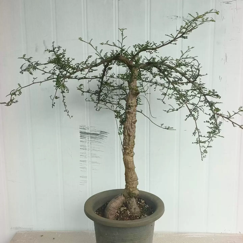 实生列加漆树,满瘤块根潮流植物室内盆栽多肉一物一拍包邮8/28