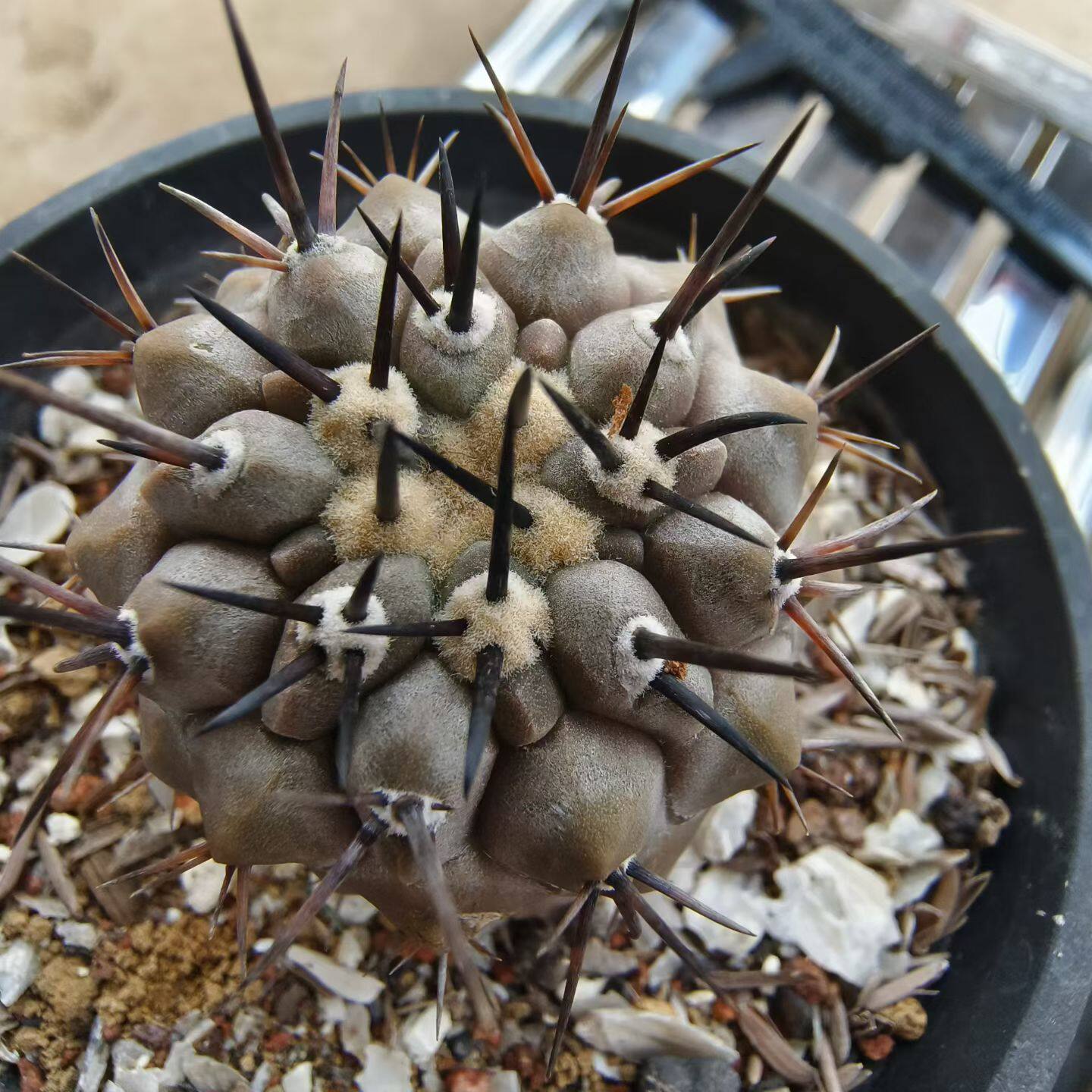 欧系实生强粗刺黑王丸龙爪球稀有潮流懒人沙生多肉一物一拍6/24