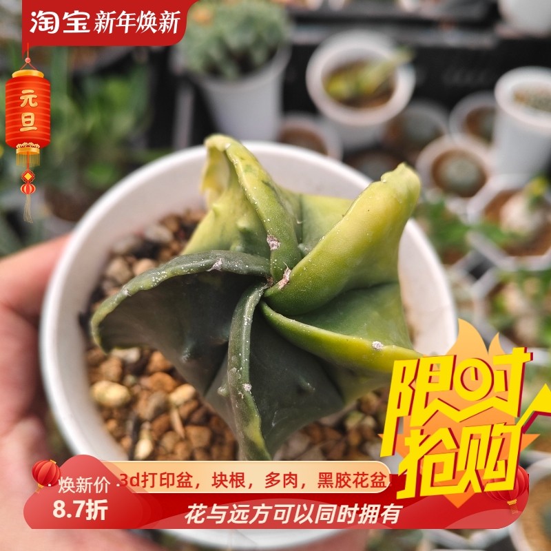 边缘波浪状阴阳锦鸾凤玉星球属仙人球稀有品种多肉一拍包邮10/7