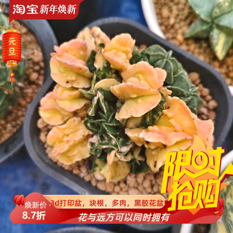 核桃鸾凤玉散斑晚霞锦群生自根仙人球一物一拍多肉包邮稀有11/15