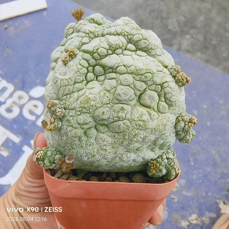 泰系实生肌肉感四方凝蹄玉潮流块根植物一物一拍沙生多肉包邮8/4