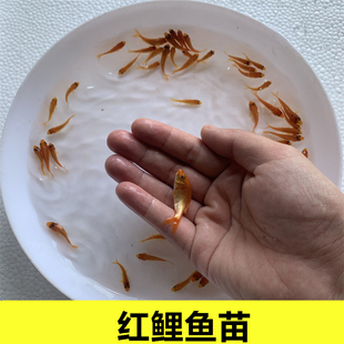 优质小红鲤鱼苗养殖食用观赏冷水活体好养饲料鱼小型鱼四大家鱼苗