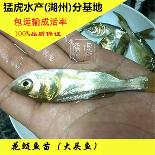 大花鲢鱼苗胖头鱼大头鱼鳙鱼雄鱼活体淡水养殖净化水质小型鱼好养