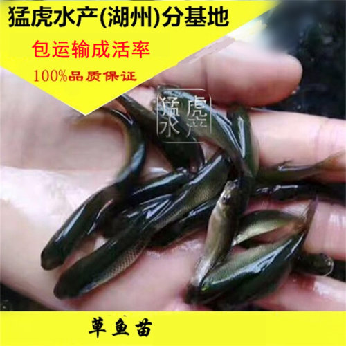 优质草鱼苗混子鱼苗活体鱼