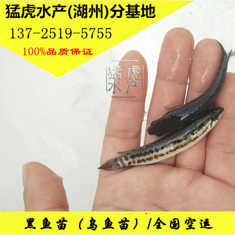 大黑鱼苗乌鱼生鱼苗乌鳢财鱼苗淡水鱼苗活体养殖食用观赏小型好养