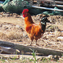 农家散养土公鸡 柴公鸡 大公鸡 小公鸡 草鸡 另还有散养老公鸡