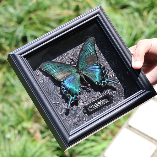 绿带翠凤蝶真蝴蝶标本相框家居摆件新年创意生日礼物送男女友成品