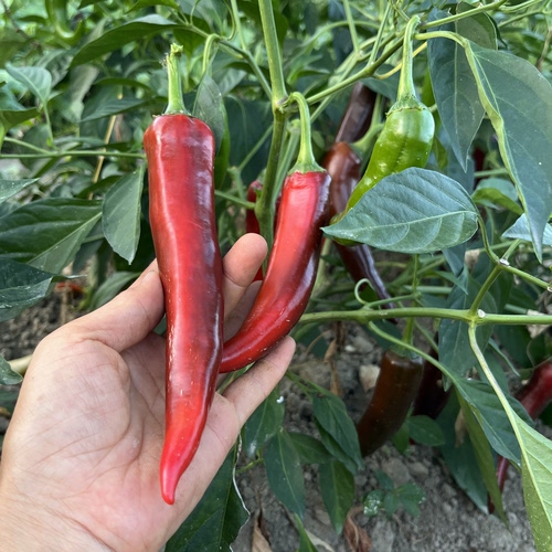 自己家的红辣椒新鲜露天辣椒