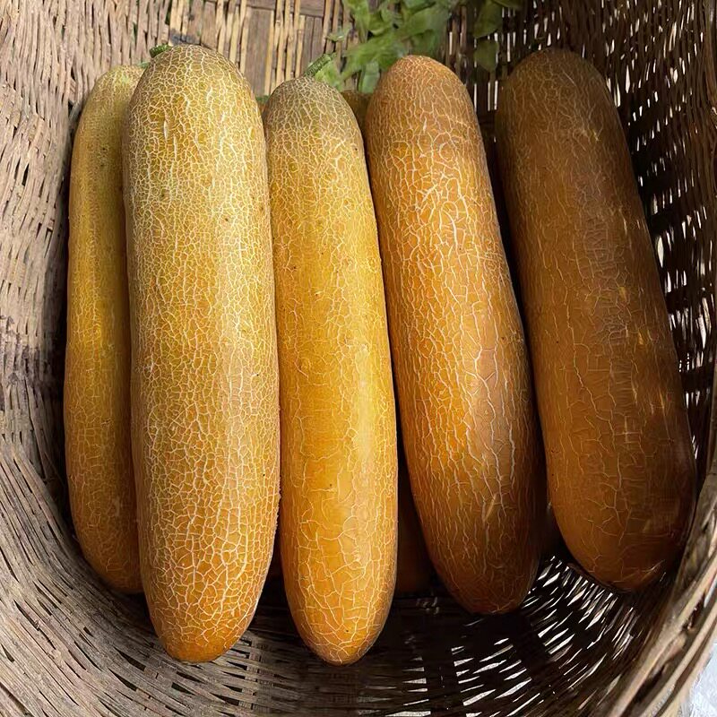 襄阳菜园本地新鲜黄皮老黄瓜5斤