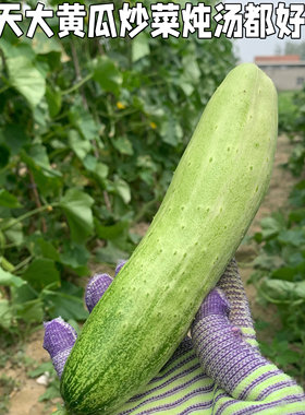 【大黄瓜】炒菜炖汤清甜好吃