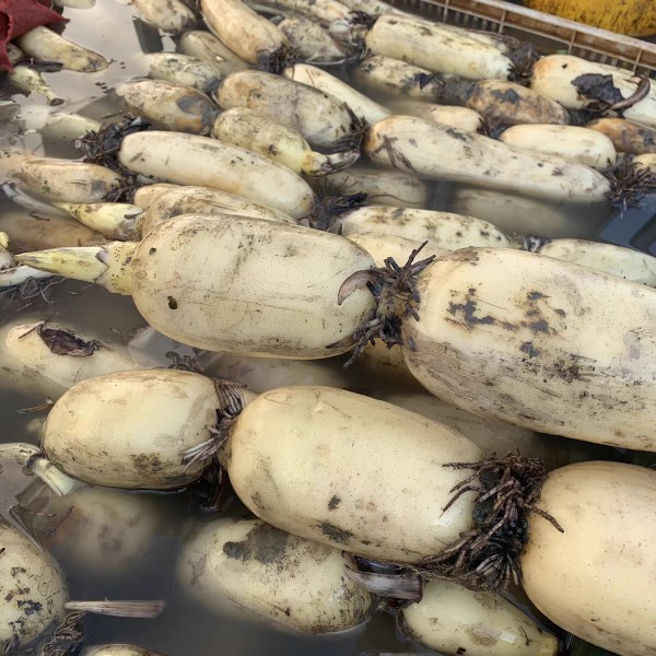【湖北新鲜泥巴藕】新鲜藕湖北莲藕新鲜不漂白