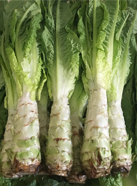 襄阳本地露天嫩莴笋新鲜净种5斤天然农家肥