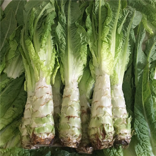 襄阳本地露天嫩莴笋新鲜净种5斤天然农家肥