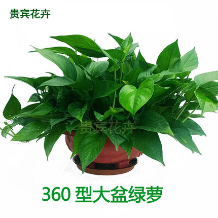 绿萝室内盆栽花卉水养大盆绿植净化空气吸水盆水培绿箩植物大绿萝
