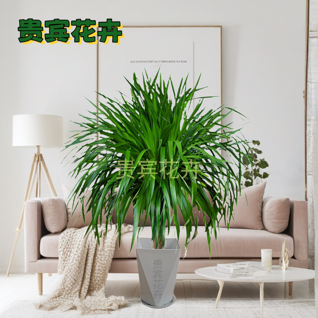 龙血树盆栽室内客厅大型龙须树绿植好养活四季常青植物净化空气