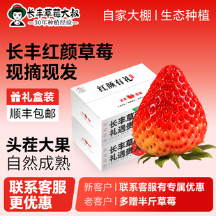 【现摘现发 大果-标准果】安徽长丰草莓红颜奶油草莓新鲜长丰草莓