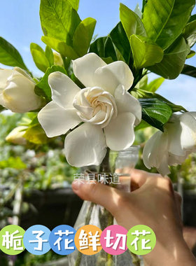 栀子花室内夏秋浓香香水原料