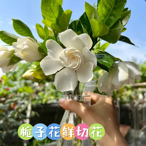 栀子花室内夏秋浓香香水原料