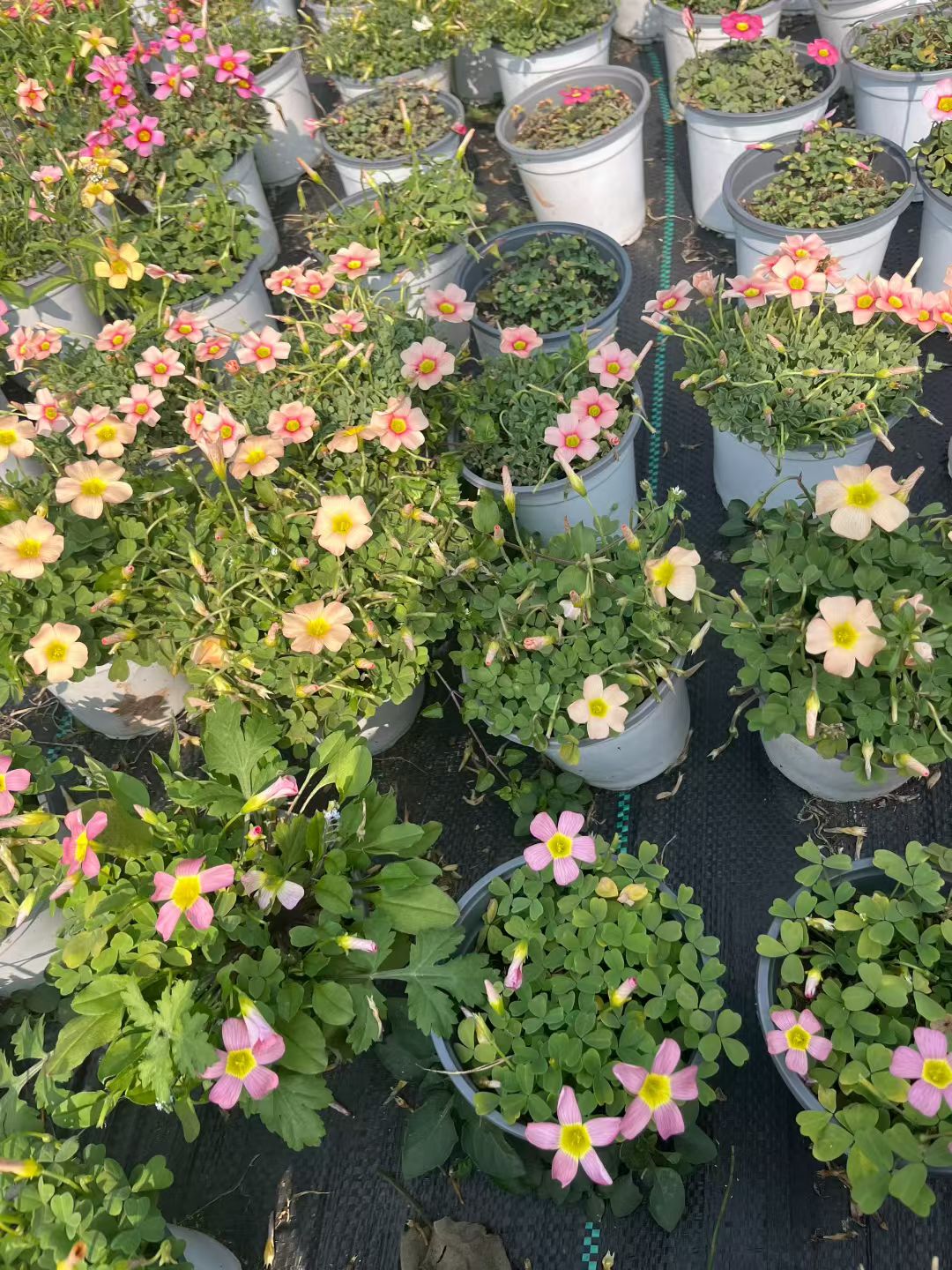 酢浆草种子三叶草幸运草9月播种