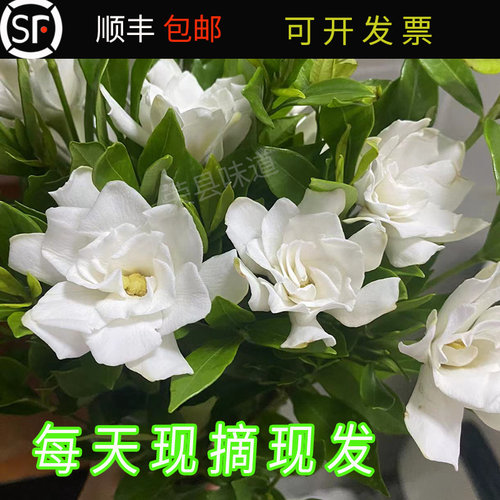 栀子花浓香型夏天的味道鲜切花插花海栀子复瓣重瓣包邮花卉