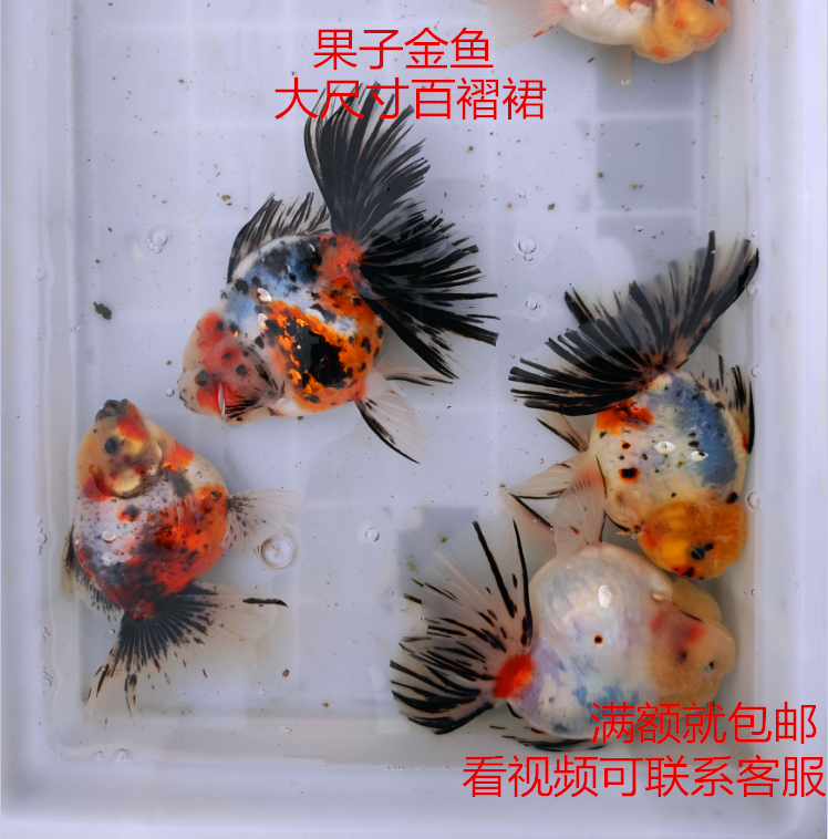 金鱼活体 百褶裙泰狮 大尺寸 观赏鱼 淡水鱼 招财鱼 渔场直销