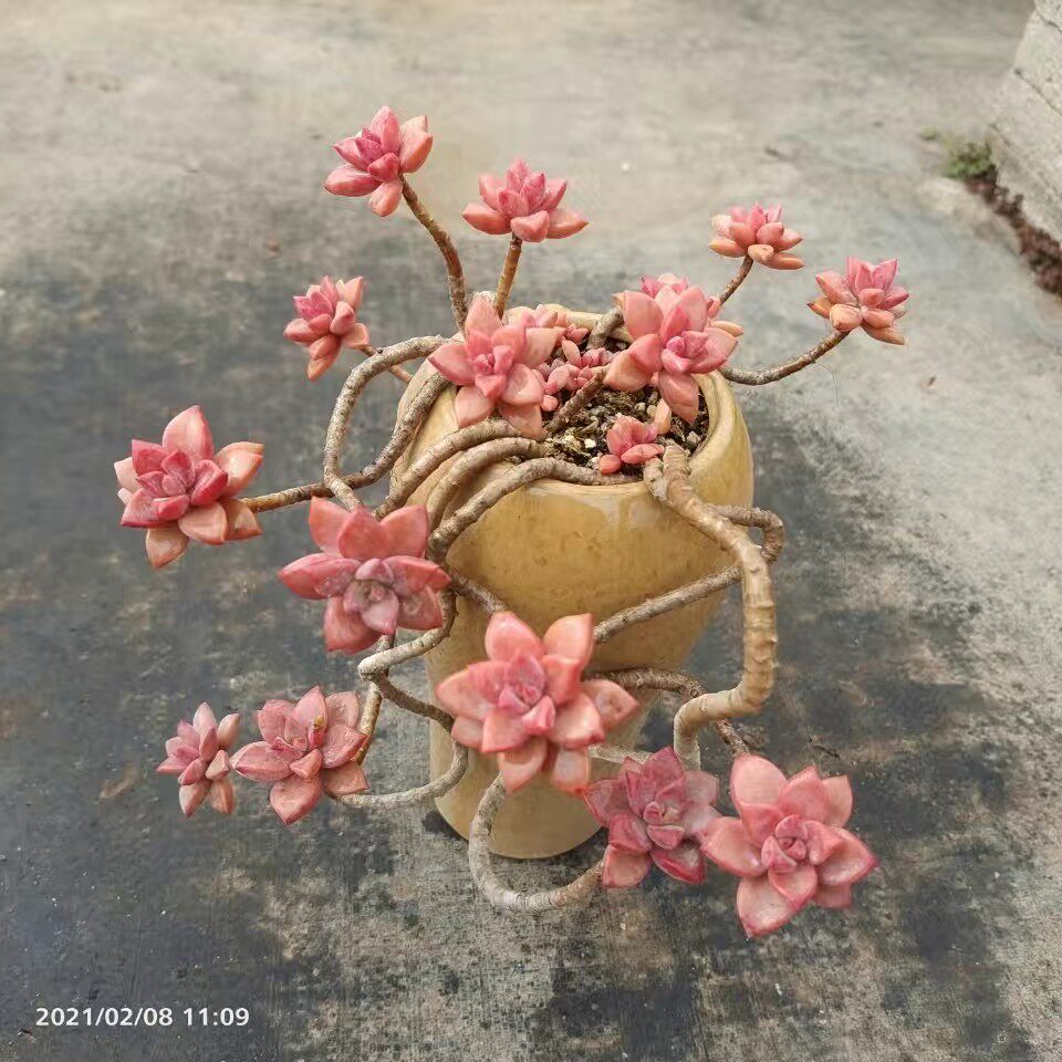 姬胧月小老桩好养有好看办公室防辐射多肉植物盆栽