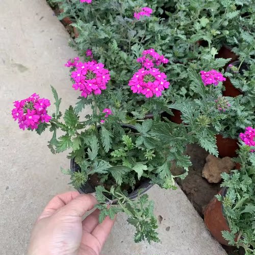 美女樱花苗盆栽多年生植物开花耐寒热细叶美女樱苗绿植物庭院