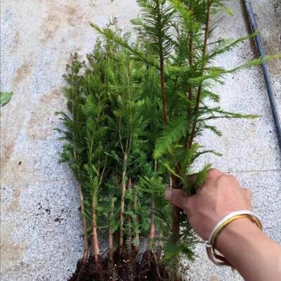 水杉盆景室内四季常青花木植物落羽杉树苗盆栽客厅净化空气小绿植